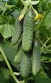 Cucumber